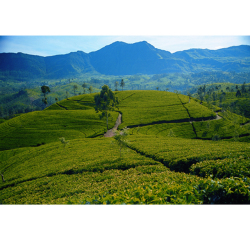 ディルマ紅茶「ラン・ワッテ」の産地スリランカ・ヌワラエリア地域の画像