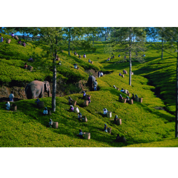 ディルマ紅茶「メダ・ワッテ」の産地スリランカ・キャンディ地域の画像