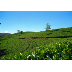 ディルマ紅茶「ヤタ・ワッテ」の産地スリランカ・ルフナ地域の画像
