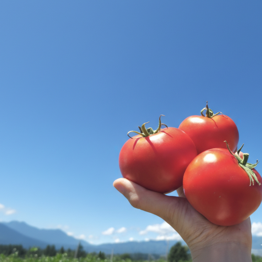 信州のトマト畑