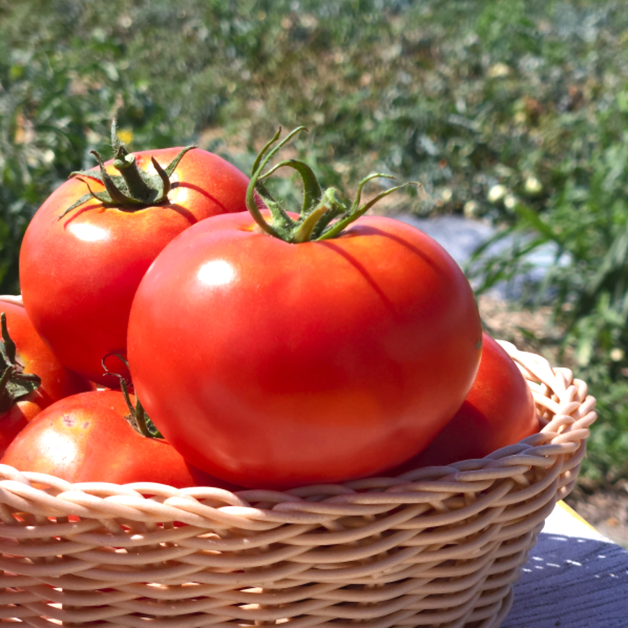 信州のトマト畑