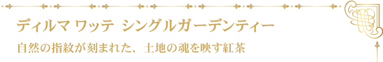 新ワッテシリーズ